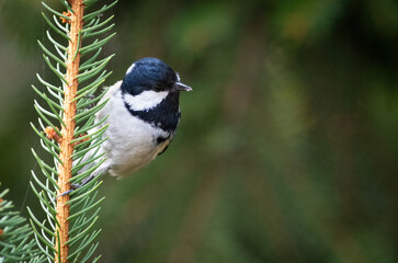 Coal tit, Periparus ater. A bird holding on to a spruce branch
