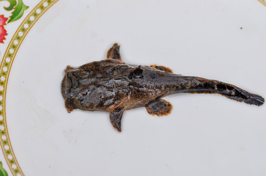 Squarehead catfish, Chaca chaca
