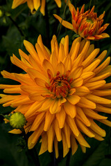 Park der Gärten in Bad Zwischenahn