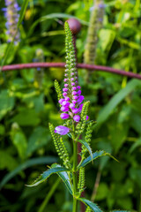 Park der Gärten in Bad Zwischenahn