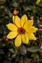 Park der Gärten in Bad Zwischenahn