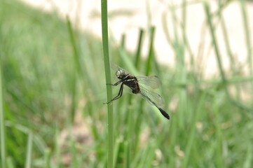 dragonfly on a leaf