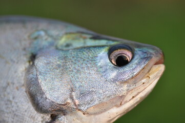 Fish closeup