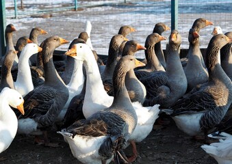 Obraz premium A flock of domestic geese in the farmyard in winter. Raising domestic geese.