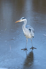 A gray heron stands on the ice of a frozen river