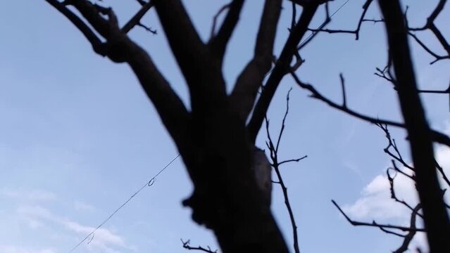 dry tree branch with blue sky