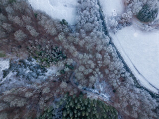 forest aerial in winter