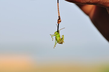 Fishing bait