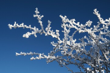 Schöne verreifte Äste gegen einen blauen Himmel