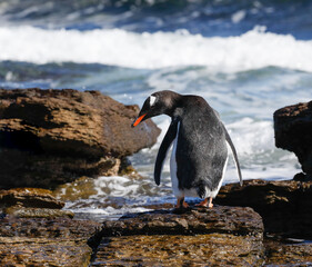 Gentoo penguin looking back from a rock at the water's edge. Falklands.