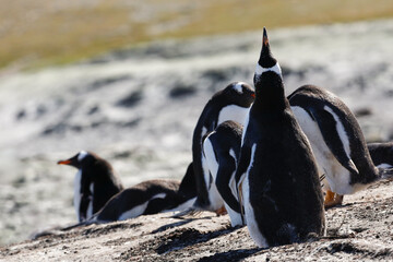 Gentoo penguin producing a mating call in hopes to attract a mate. Falklands.