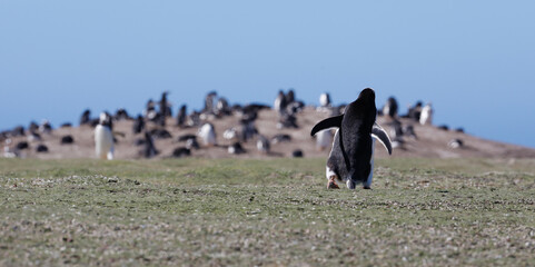 Gentoo penguin walking towards the rookery. Falklands.