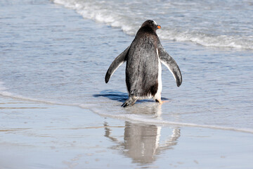 Gentoo penguin turned his back and is walking away towards the sea. Falklands.