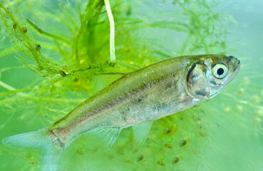 Fish in Aquarium (Amblypharyngodon mola )