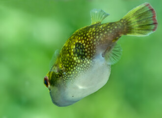 Green Pufferfish (Tetraodon cutcutia) © Balaram Mahalder
