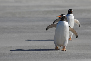 A couple of gentoo penguins walking on a sandy beach. Falkdlands, Antarctica.
