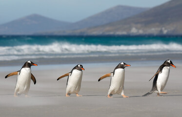 A group of four gentoo penguins walking on a sandy beach. Falkdlands, Antarctica. - 555888728