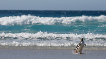 A lonely gentoo penguin walking on a sandy beach. Falkdlands, Antarctica.