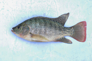 Tilapia fish