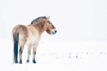 Przewalski's Horse in the winter with snow. Animal on the left looking right with space for text. Mongolian wild horse in nature habitat.