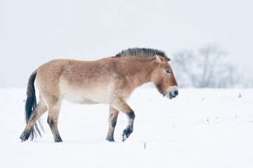 Przewalski's Horse walking in the winter with snow in the landscape with trees in background.