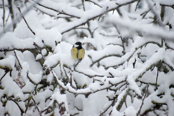 Tit Sits on a branch covered with snow. winter - 555889919