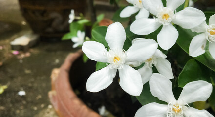 Abstract arctic snow bush (Wrightia antidysenterica) in Apocynaceae family has pretty white flowers...