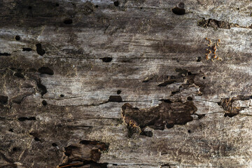 The old dry stump texture, background. Old rotten stump.Authentic dried cracked wood