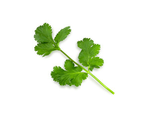 Flat lay of fresh coriander leaves isolated on white background. BIO vegetables.