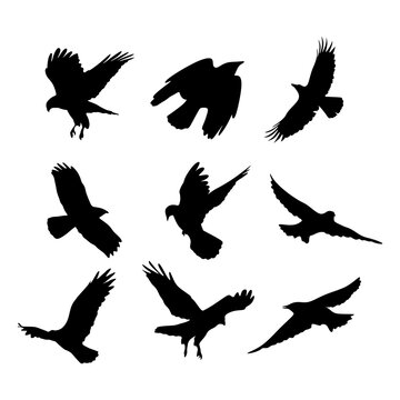 Set of flyings Birds black silhouette. Animals Silhouette isolated. vector illustration