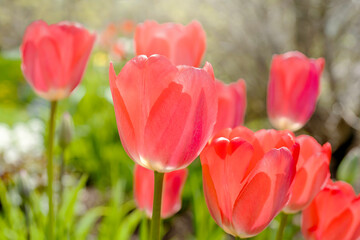 Sunlight shining through garden tulips.