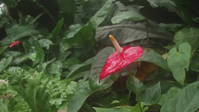 Anthurium red flower with large pistil. Winter greenhouse under a glass dome. Ficuses and palms are grown in a greenhouse in a hostile climate