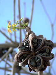 Buddha Nuts-sterculia winged-dried woody palm fruits-ornamental Asian plants