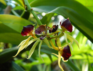 Close Up of Orchid Prosthechea Cochleata weird flowers