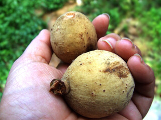 Close-Up Wollongong Tropical Fruit in woman's hand