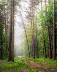 Obraz premium Forest in the morning after the rain
