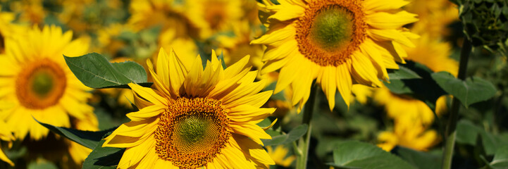 Sunflower background in a yellow field. banner. - 555893579