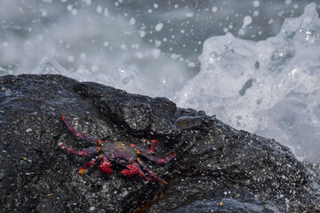 Grapsus adscensionis (Red Rock Crab) at the beach on Fuerteventura, Canary islands, Spain