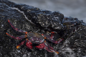 Grapsus adscensionis (Red Rock Crab) at the beach on Fuerteventura, Canary islands, Spain