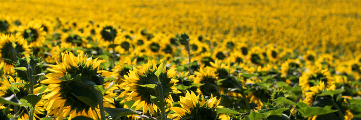 Panoramic photo of sunflowers in a large field in the morning. - 555894562
