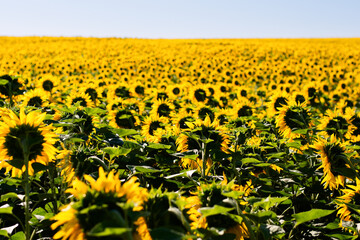 Panoramic photo of sunflowers in a large field in the morning. - 555894730
