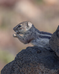 Naklejka na ściany i meble Mountain ground squirrel on the rocks in Fuerteventura, Canary islands, Spain