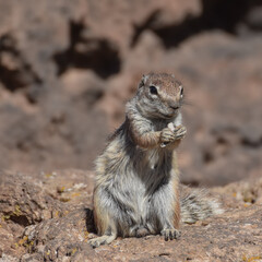 Mountain ground squirrel on the rocks in Fuerteventura, Canary islands, Spain