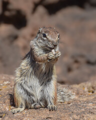 Naklejka na ściany i meble Mountain ground squirrel on the rocks in Fuerteventura, Canary islands, Spain