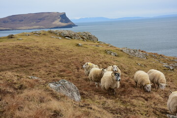sheeps in Scotland, owce szkockie - obrazy, fototapety, plakaty