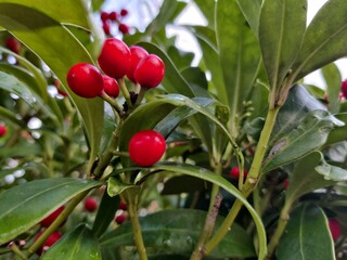 red cherries on a tree