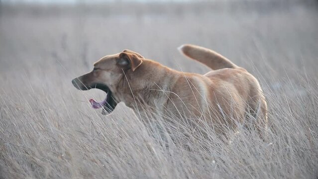 beautiful red dog yawns and smiles cheerfully