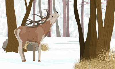 A noble deer roars in a winter forest with snowdrifts and snow-covered trees. Realistic vector landscape