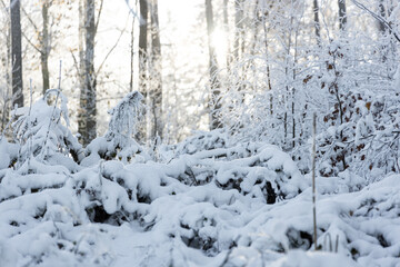 Fototapeta na wymiar Winterliche Schneelandschaft in einem Wald