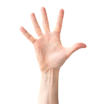 Open hand palm and five fingers in PNG isolated on transparent background